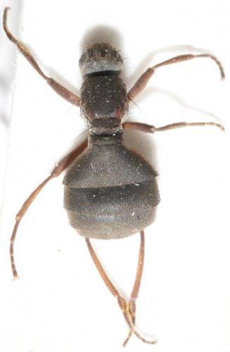 Anatalanta aptera
