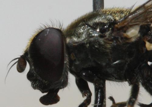 Réf. 113 824 : Cheilosia barbata