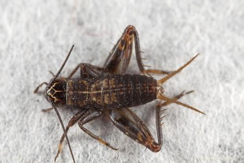 Réf. 113 424 : Nemobius sylvestris sylvestris