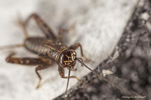 Nemobius sylvestris sylvestris