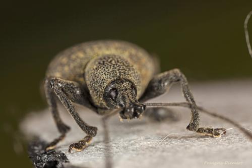 Réf. 113 483 : Otiorhynchus armadillo