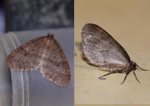 Operophtera brumata