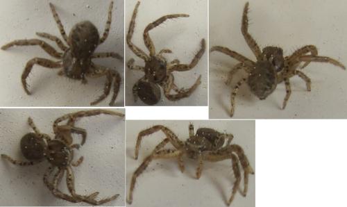 Xysticus sp.