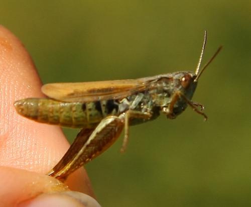 Chorthippus apricarius apricarius