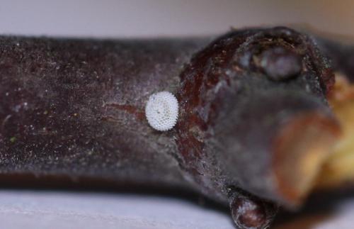 Thecla betulae
