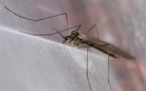 Trichocera sp.