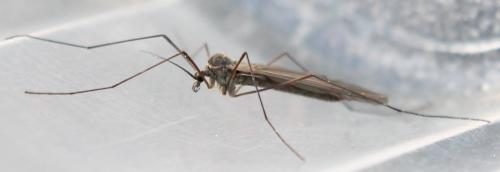 Trichocera sp.