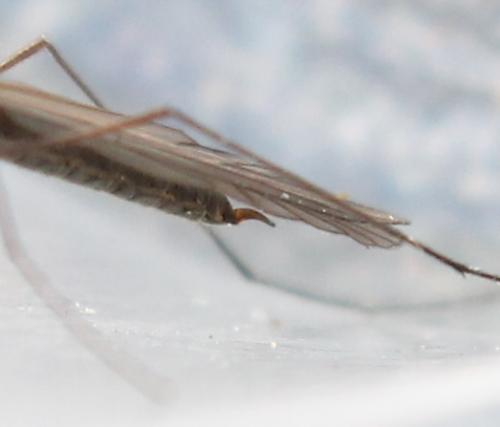 Trichocera sp.