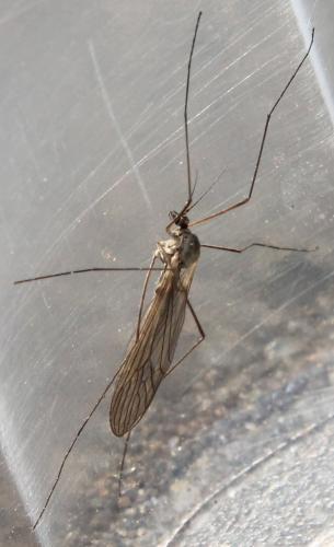 Trichocera sp.