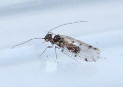 Ectopsocus sp.