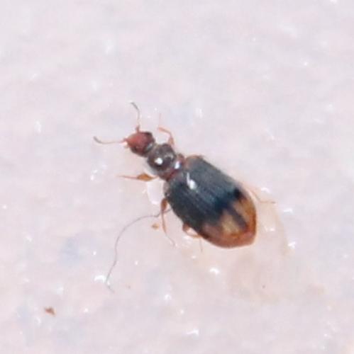 Cartodere sp.