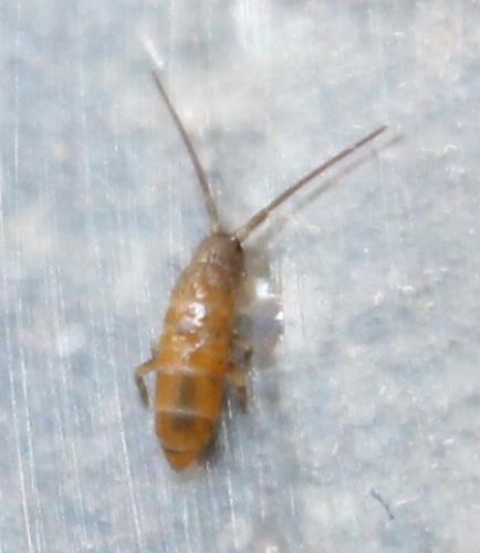 Tomocerus minor