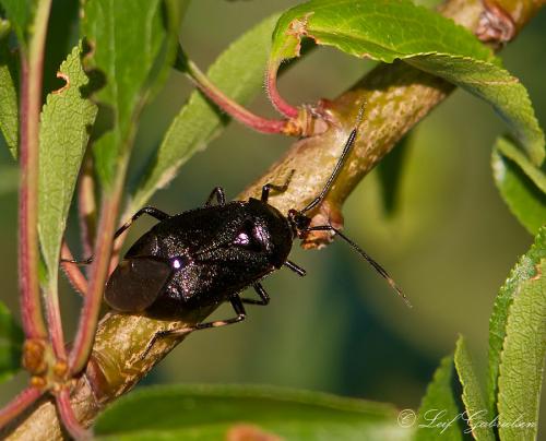 Deraeocoris trifasciatus