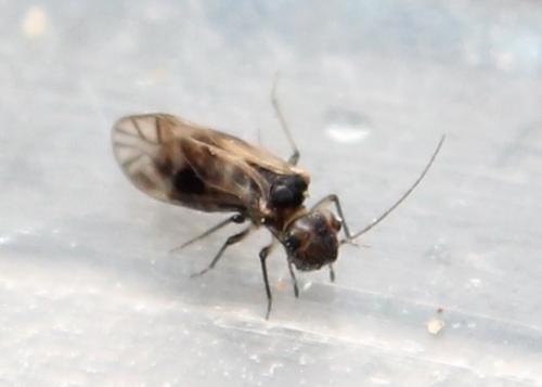 Réf. 113 514 : Peripsocus sp.