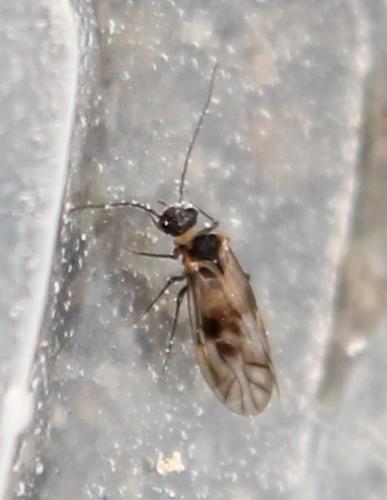 Réf. 113 513 : Peripsocus sp.