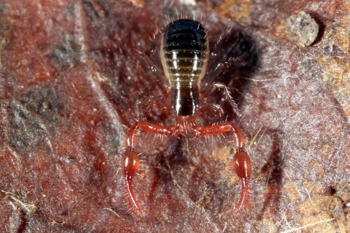 Neobisium sp.