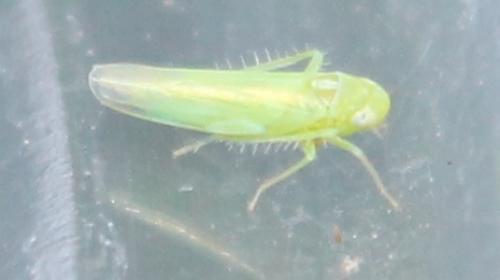 Réf. 113 647 : Empoasca sp.