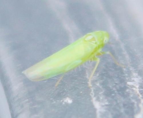 Réf. 113 648 : Empoasca sp.