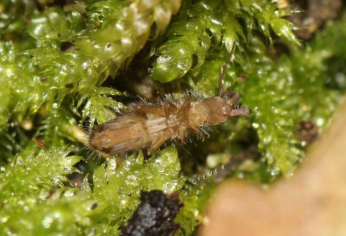 Réf. 113 338 : Orchesella villosa