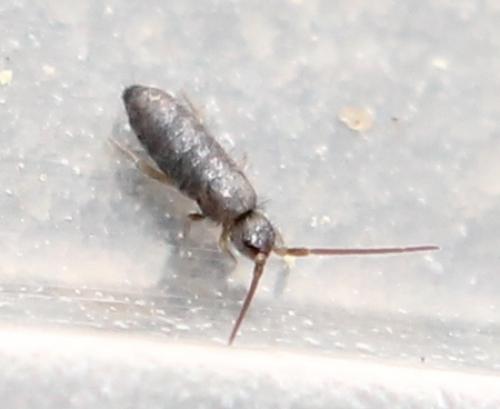 Tomocerus minor