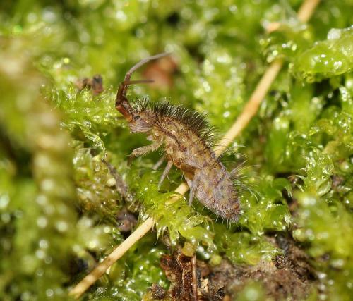 Réf. 113 337 : Orchesella villosa