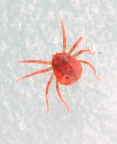Réf. 113 841 : Anystis sp.