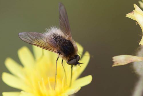 Bombylisoma sp.
