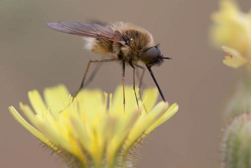 Bombylisoma sp.