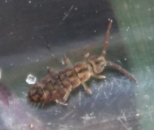 Isotomurus maculatus