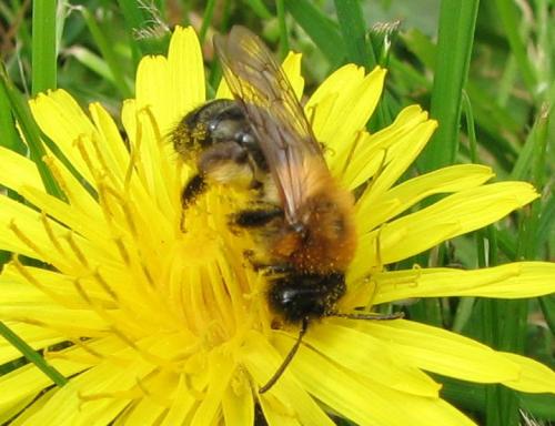 Andrena nitida