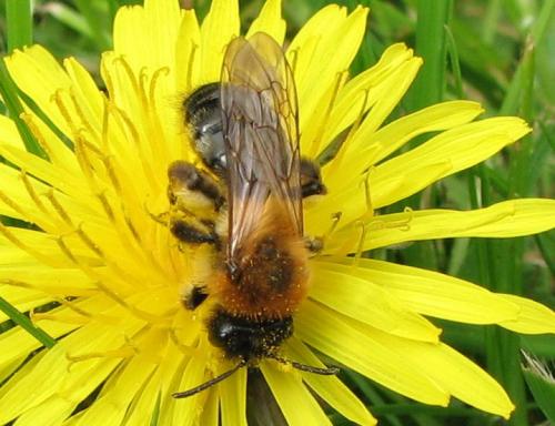 Réf. 113 918 : Andrena nitida