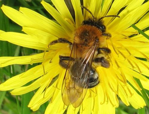Andrena nitida