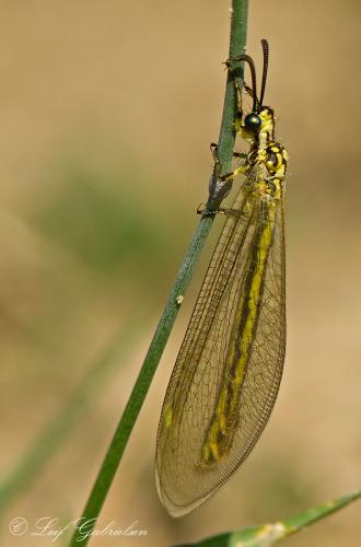 Réf. 113 906 : Myrmecaelurus trigrammus
