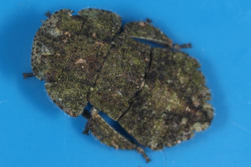 Ledra aurita
