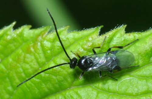 Réf. 113 882 : Microgastrinae inconnu