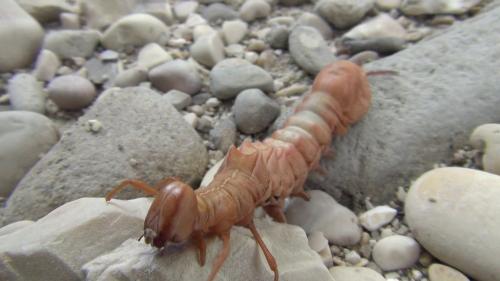 Stauropus fagi