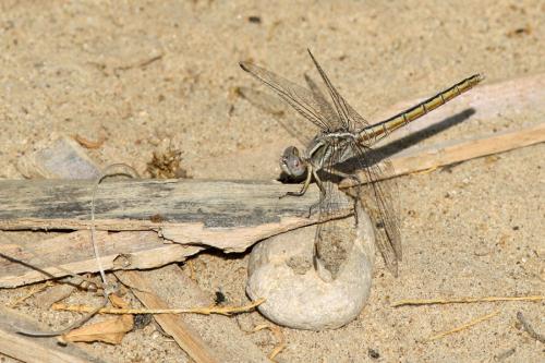 Réf. 113 727 : Orthetrum taeniolatum