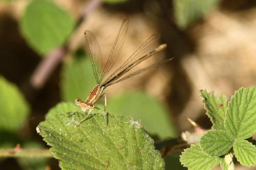 Réf. 113 726 : Platycnemis kervillei