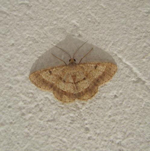Réf. 113 974 : Isturgia sp.