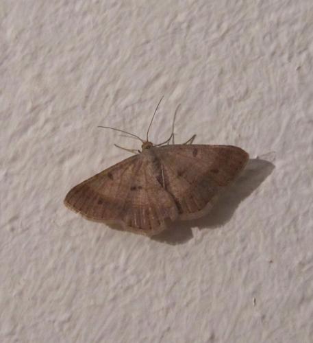 Isturgia sp.