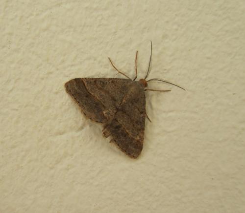 Réf. 113 971 : Isturgia sp.