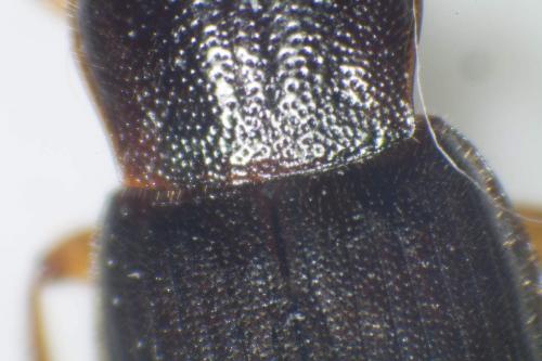 Ophonus puncticeps