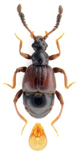 Réf. 113 659 : Trissemus antennatus