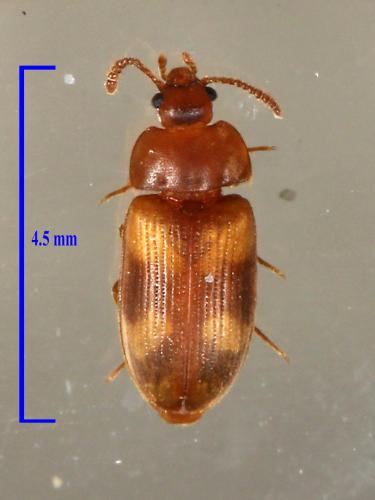Mycetophagus populi