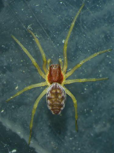 Réf. 113 622 : Nigma flavescens