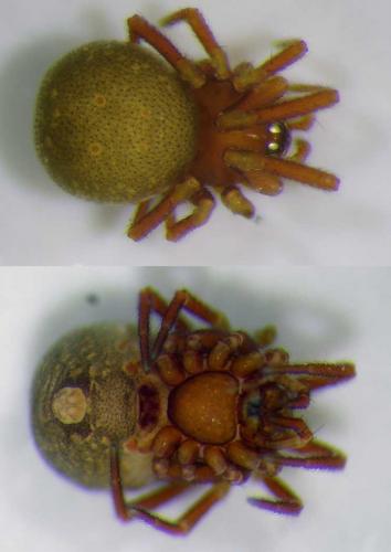 Réf. 113 831 : Pholcomma gibbum