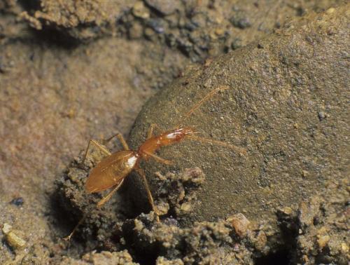 Réf. 113 749 : Aphaenops pecoudi