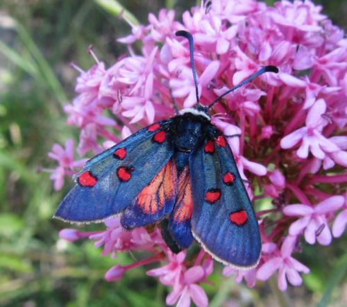 Zygaena lavandulae