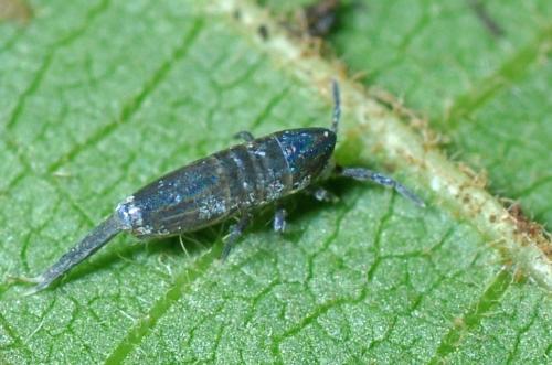 Réf. 113 823 : Lepidocyrtus paradoxus