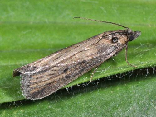 Réf. 113 479 : Isauria dilucidella